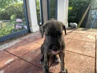 Orange Collar - BOY, a male Irish Wolfhound for sale in Oceanside, NY – 3 of 8