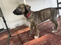 Red Collar Boy, a male Irish Wolfhound for sale in Oceanside, NY – 6 of 8