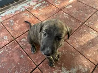 Orange Collar - BOY, a male Irish Wolfhound for sale in Oceanside, NY – 6 of 8