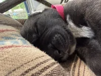 Hot Pink Collar- GIRL, a female Irish Wolfhound for sale in Oceanside, NY – 10 of 10