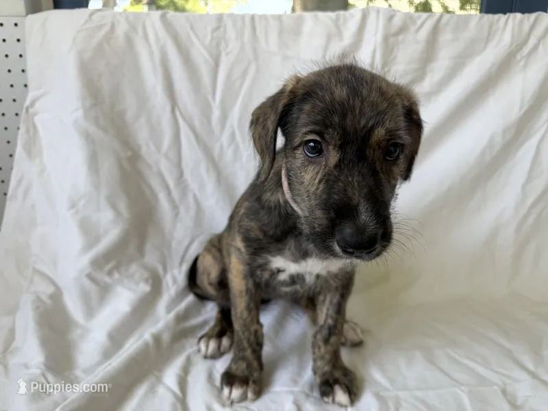 Pink Collar Girl – Irish Wolfhound puppy on hold in Oceanside, NY