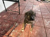 Pink Collar- GIRL, a  Irish Wolfhound for sale in Oceanside, NY – 3 of 8