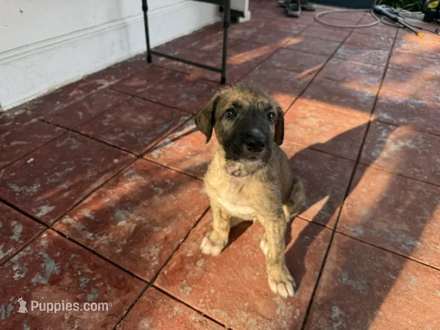 Purple Collar - BOY – Irish Wolfhound puppy for sale in Oceanside, NY