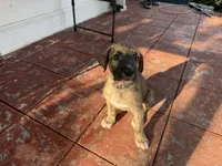 Purple Collar - BOY, a  Irish Wolfhound for sale in Oceanside, NY – 1 of 10