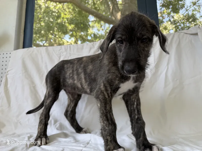 Yellow collar - Boy – Irish Wolfhound puppy for sale in Oceanside, NY