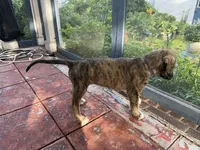 Purple Collar - BOY, a  Irish Wolfhound for sale in Oceanside, NY – 2 of 10