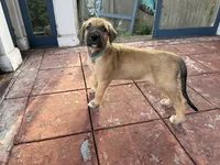 TEAL COLLAR - BOY, a  Irish Wolfhound for sale in Oceanside, NY – 5 of 10