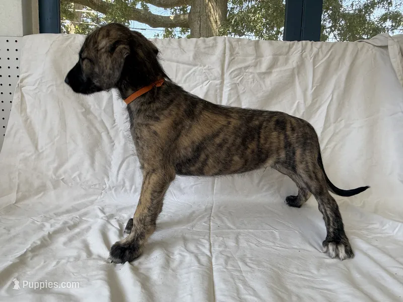 Orange Collar - Boy – Irish Wolfhound puppy for sale in Oceanside, NY