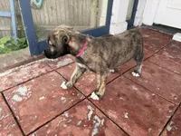 Hot Pink Collar- GIRL, a female Irish Wolfhound for sale in Oceanside, NY – 5 of 10