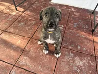 Yellow collar - Boy, a male Irish Wolfhound for sale in Oceanside, NY – 7 of 9