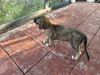 Hot Pink Collar- GIRL, a female Irish Wolfhound for sale in Oceanside, NY – 7 of 10
