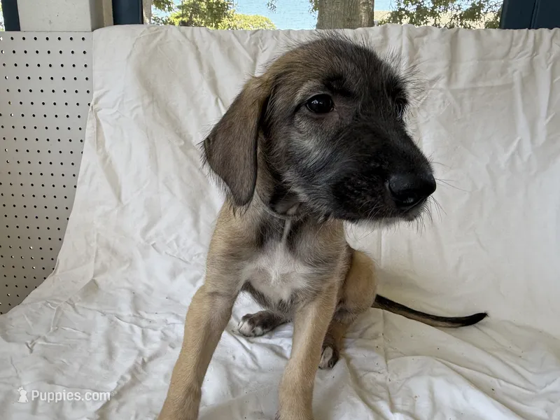 Grey Collar - Girl – Irish Wolfhound puppy for sale in Oceanside, NY