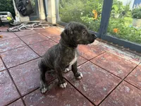 Yellow collar - Boy, a male Irish Wolfhound for sale in Oceanside, NY – 9 of 9