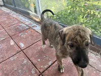 Red Collar Boy, a male Irish Wolfhound for sale in Oceanside, NY – 3 of 8