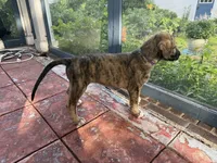 Purple Collar - BOY, a  Irish Wolfhound for sale in Oceanside, NY – 8 of 10
