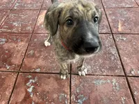 Red Collar Boy, a male Irish Wolfhound for sale in Oceanside, NY – 1 of 8