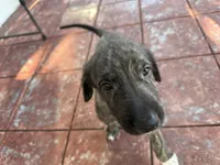 Blue Collar Boy, a male Irish Wolfhound for sale in Oceanside, NY – 4 of 5