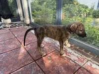 Purple Collar - BOY, a  Irish Wolfhound for sale in Oceanside, NY – 7 of 10