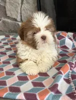 Zack, a male Shih Tzu for sale in Grimes, IA – 2 of 6