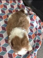 Zack, a male Shih Tzu for sale in Grimes, IA – 5 of 6