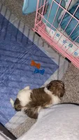 Delilah , a female Shih Tzu for sale in Grimes, IA – 2 of 4