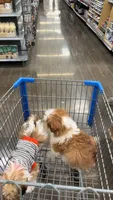 Zack, a male Shih Tzu for sale in Grimes, IA – 3 of 6