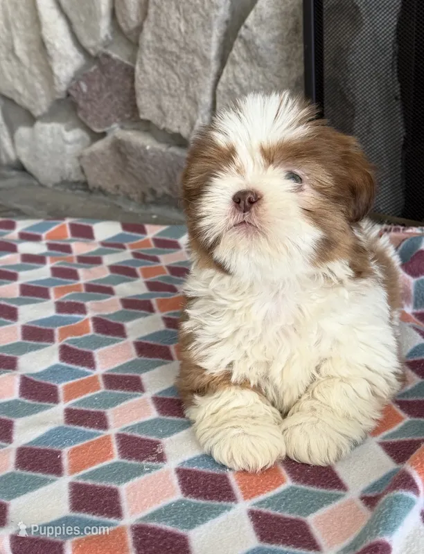 Zack – Shih Tzu puppy for sale in Grimes, IA