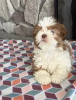 Zack, a male Shih Tzu for sale in Grimes, IA – 1 of 6