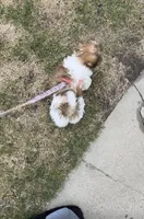 Delilah , a female Shih Tzu for sale in Grimes, IA – 3 of 4