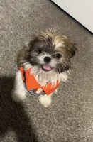 Delilah , a female Shih Tzu for sale in Grimes, IA – 1 of 4