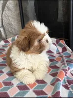 Zack, a male Shih Tzu for sale in Grimes, IA – 6 of 6