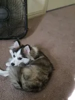 Blitz, a male Pomsky for sale in McKinney, TX – 3 of 5