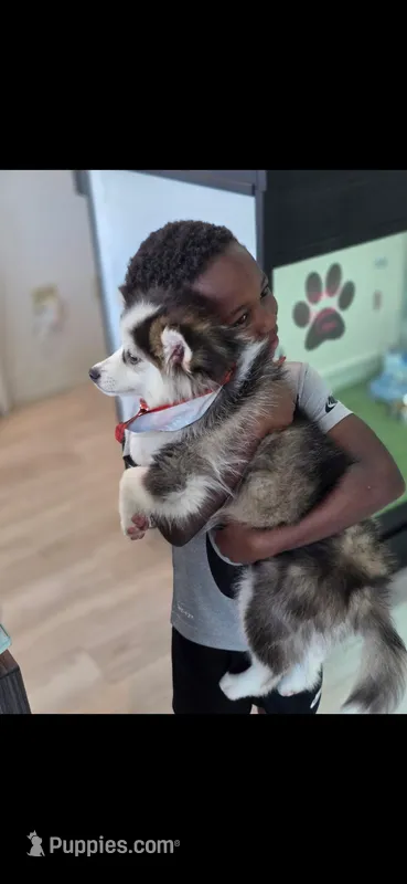 Blitz – Pomsky puppy for sale in McKinney, TX