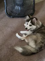 Blitz, a male Pomsky for sale in McKinney, TX – 2 of 5