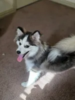 Blitz, a male Pomsky for sale in McKinney, TX – 5 of 5