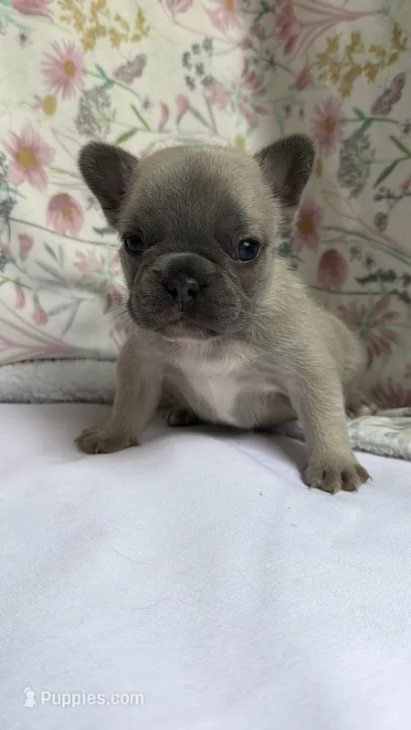 Mila(possible fluffy carrier) – French Bulldog puppy for sale in West Burlington, IA