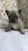 Mila(possible fluffy carrier), a female French Bulldog for sale in West Burlington, IA – 1 of 2