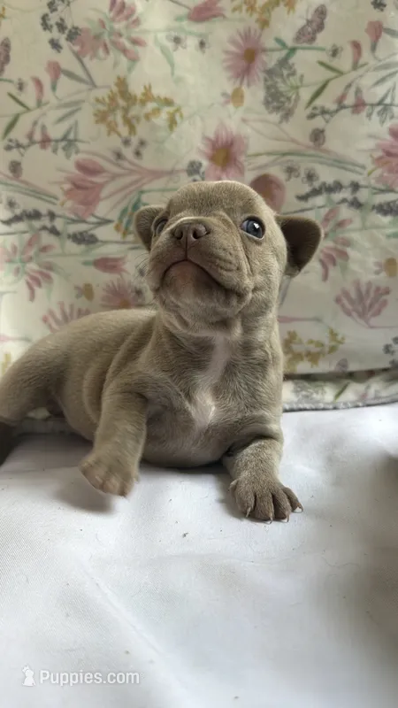 Izzy – French Bulldog puppy for sale in West Burlington, IA