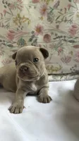 Izzy, a female French Bulldog for sale in West Burlington, IA – 2 of 4