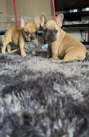 Camilla(possible fluffy carrier), a female French Bulldog for sale in Keokuk, IA – 2 of 5