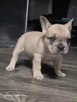 Camilla(possible fluffy carrier), a female French Bulldog for sale in Keokuk, IA – 4 of 5