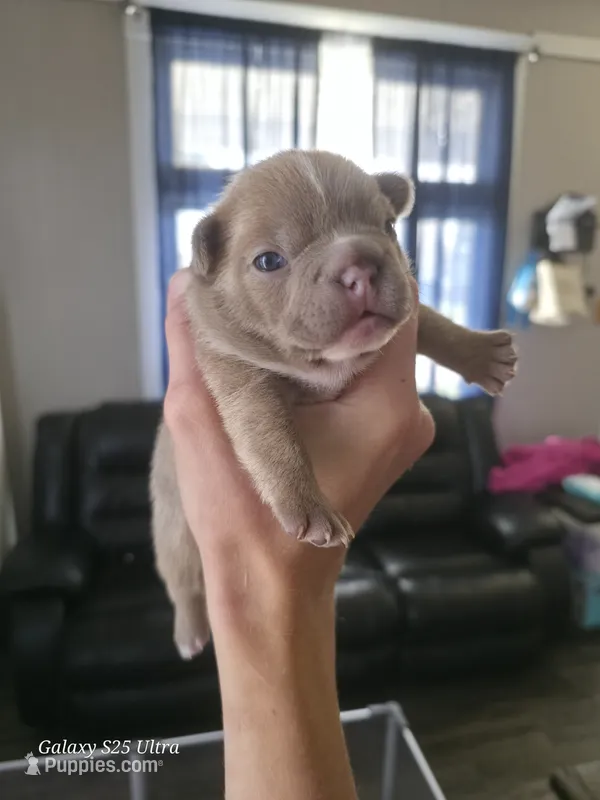 Bella  – French Bulldog puppy for sale in West Burlington, IA