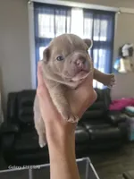 Bella , a female French Bulldog for sale in West Burlington, IA – 1 of 1