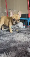 Camilla(possible fluffy carrier), a female French Bulldog for sale in Keokuk, IA – 1 of 5