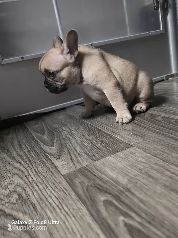 Minnie(possible fluffy carrier) – French Bulldog puppy for sale in Keokuk, IA