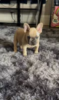 Lucy (possible fluffy carrier), a female French Bulldog for sale in Keokuk, IA – 3 of 5