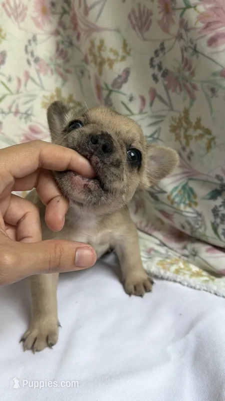 Camilla(possible fluffy carrier) – French Bulldog puppy for sale in West Burlington, IA