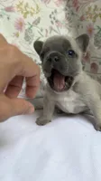 Mila(possible fluffy carrier), a female French Bulldog for sale in West Burlington, IA – 2 of 2
