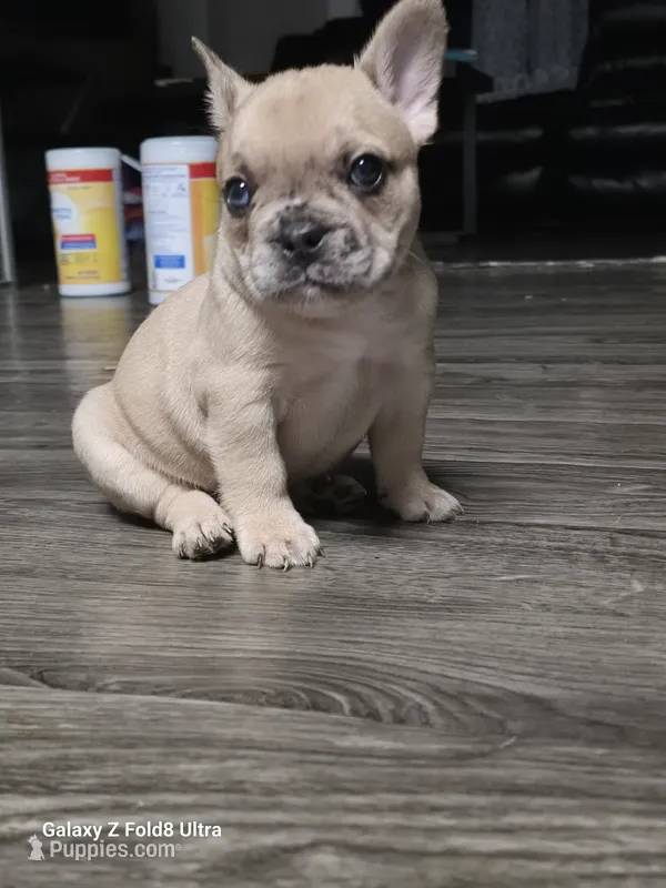 Camilla(possible fluffy carrier) – French Bulldog puppy for sale in Keokuk, IA