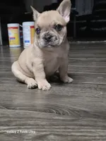 Camilla(possible fluffy carrier), a female French Bulldog for sale in Keokuk, IA – 3 of 5